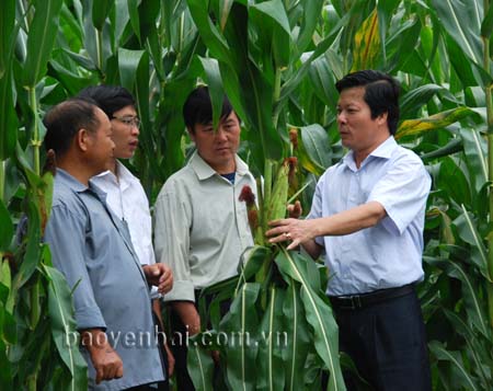 Đồng chí Ngô Thanh Giang (ngoài cùng bên trái) - Bí thư Huyện ủy Mù Cang Chải kiểm tra sự phát triển của cây ngô ở xã Lao Chải.
